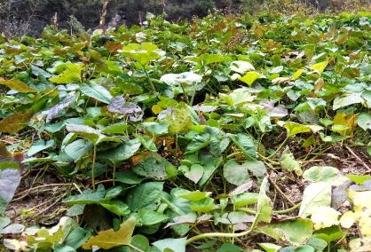 红薯块根膨大期叶面肥厂家厚禾生物增产有4招